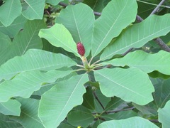 Magnolia obovata