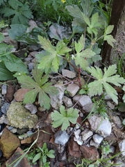 Geranium sibiricum