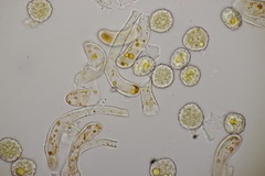 Phragmidium rubi-idaei