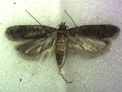 Filatima abactella