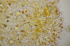 Phragmidium rubi-idaei