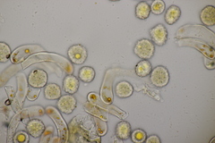 Phragmidium rubi-idaei