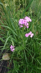 Hesperis matronalis
