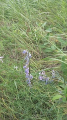 Vicia tenuifolia dalmatica