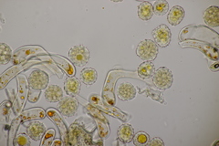 Phragmidium rubi-idaei