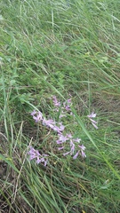 Vicia tenuifolia dalmatica
