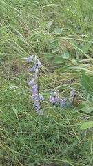 Vicia tenuifolia dalmatica