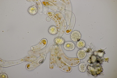 Phragmidium rubi-idaei