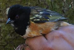 Pipilo maculatus macronyx