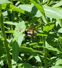 Dolichovespula maculata