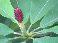Magnolia obovata