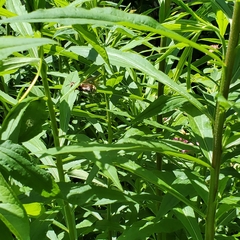 Dolichovespula maculata