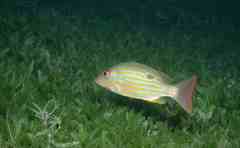 Lane Snapper photo 3