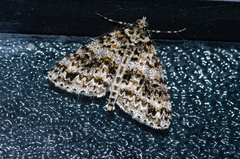 Pseudocoremia monacha