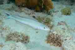 Malacanthus plumieri