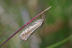 Thisanotia chrysonuchella