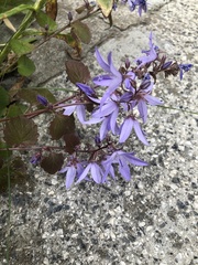 Campanula poscharskyana