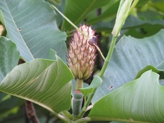 Magnolia obovata