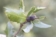 Disholandricus chrysolepidis