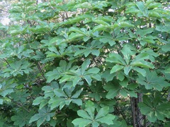 Magnolia obovata