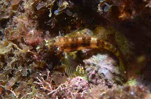 Goldline blenny (Malacoctenus aurolineatus) — Labrisomidae
