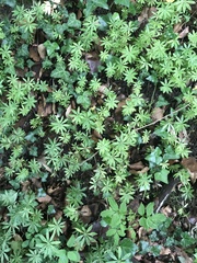Galium odoratum