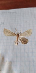 Macrochilo cribrumalis