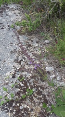 Salvia virgata