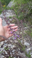 Salvia virgata