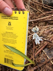 Puschkinia scilloides