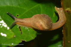 Cryptaustenia