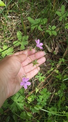 Geranium asphodeloides