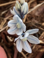 Puschkinia scilloides