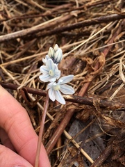 Puschkinia scilloides