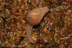 Cryptaustenia