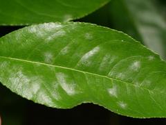 Podosphaera tridactyla