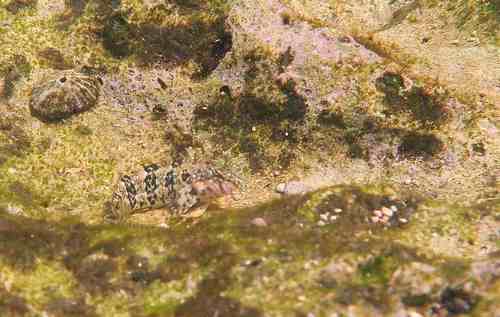 Bonte rifslijmvis (Malacoctenus versicolor) — Labrisomidae — 5