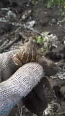 Pelobates vespertinus