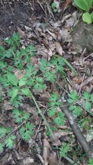 Silphiodaucus hispidus