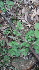 Silphiodaucus hispidus