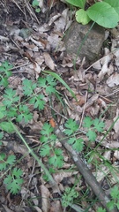 Silphiodaucus hispidus