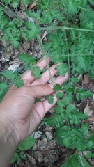 Silphiodaucus hispidus