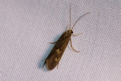 Neureclipsis bimaculata