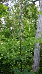 Frasera caroliniensis