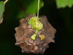 Harmandiola cavernosa