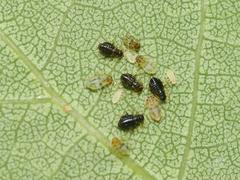 Chaitophorus tremulae