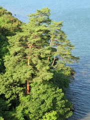 Pinus densiflora
