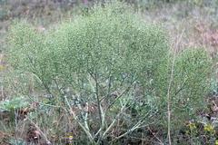 Crambe aspera