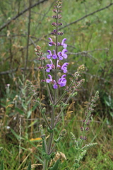 Salvia virgata