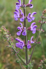 Salvia virgata